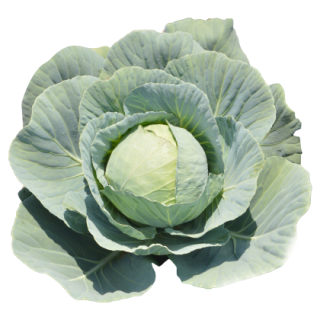 Shine Cabbage From Known You Seed (India)-KYI